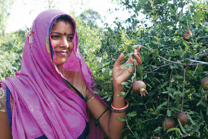 The National Research Centre for Pomegranate (NRCP) did soil testing and found that the soil was similar to soil in Maharashtra. Women farmers were
encouraged to grow pomegranate, and success has led to more than 200 farmers growing pomegranate today.