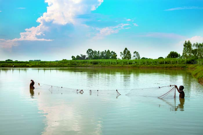 Bhagu Lal breeds more fish in this rejuvenated pond, Sadhinawan village, district Hardoi 