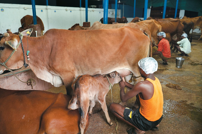 Cows being milked in the evening at Dairy Farm & Research Centre, Teknar