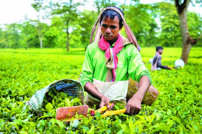 A worker uses shears to pluck tea at the Danguajhar Tea Estate of the Goodricke Group in Jalpaiguri