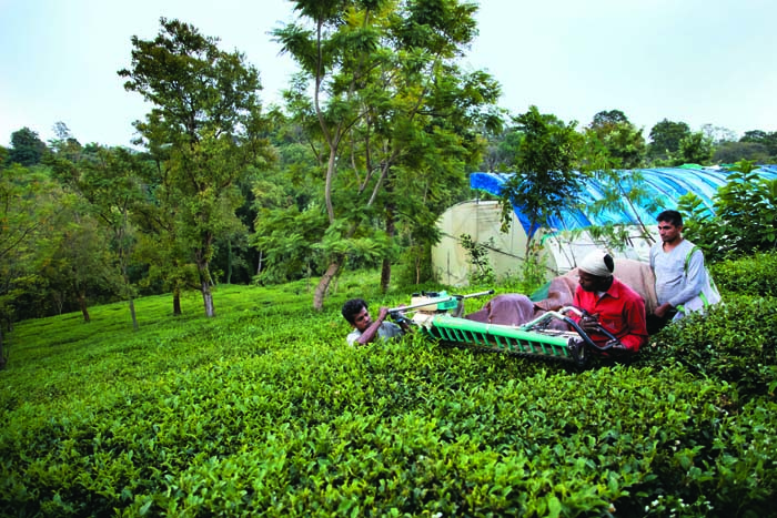 Different kinds of machines are available for plucking.Tea garden workers need to be trained to use them