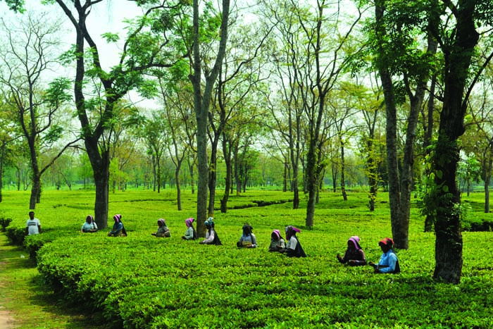 Workers in Damdim Tea Estate in the Dooars; (left)	Himalayan Brew has some Brtitish era machines; women see to grading at the Wah Tea Estate, Palampur