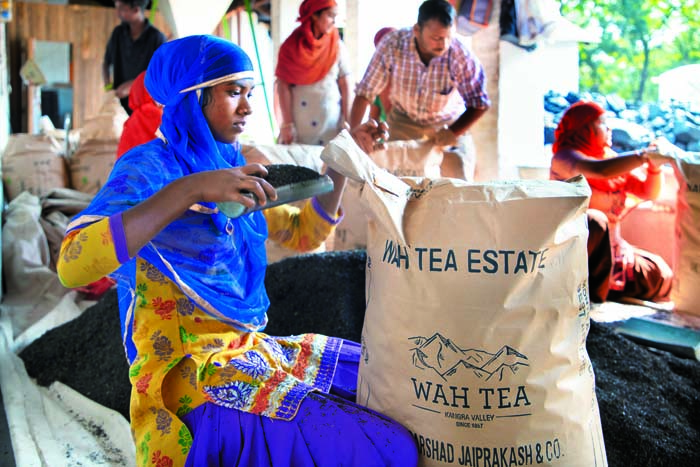 tea being packaged to be sent to Kolkata for auctioning