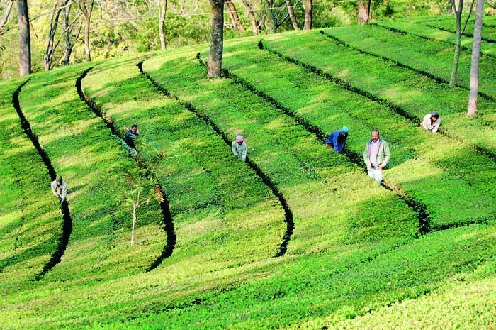 The manicured Mansindal tea gardens in Palampur