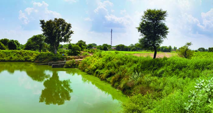Another rejuvenated pond in the same village